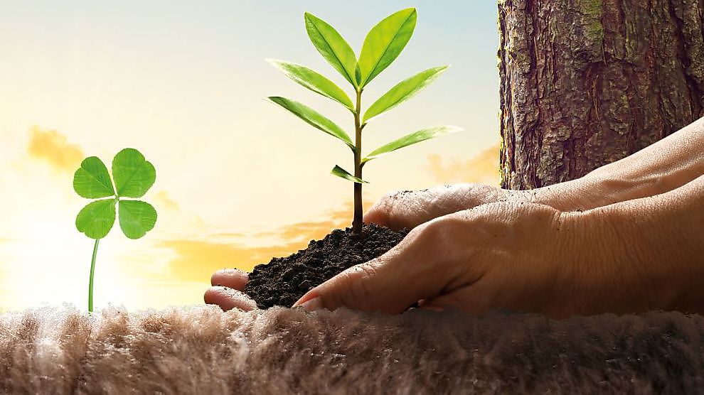 Plant a tree